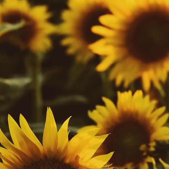 Watercolor Afro Girl in Paris PNG Bundle of 5 Digital File Style Junction – Custom Digital Designs & Apparel